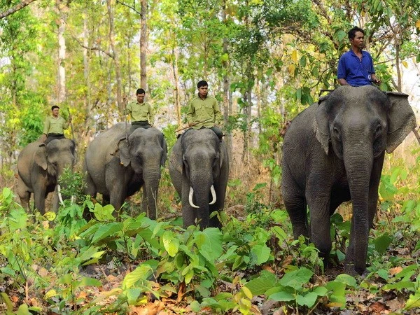 Yok Don National Park