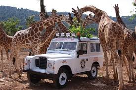 Zoo Safari