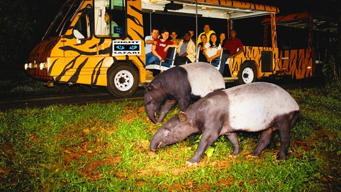 Night Safari