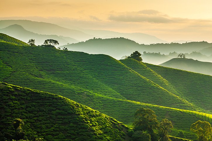 Cameron Highlands