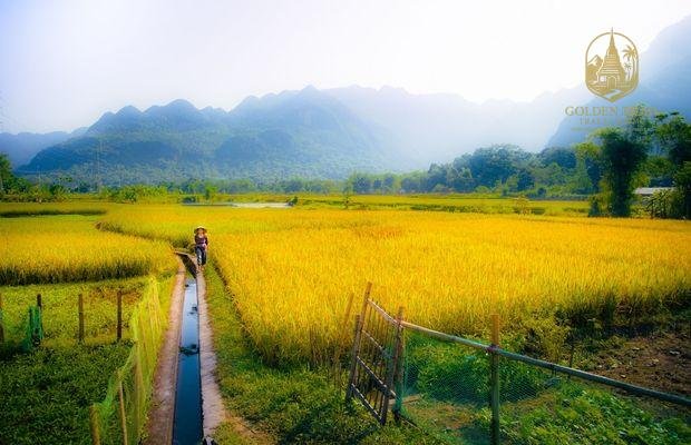Harvest Season Cycling Mai Chau: The Ultimate Guide to Biking Through Golden Rice Fields