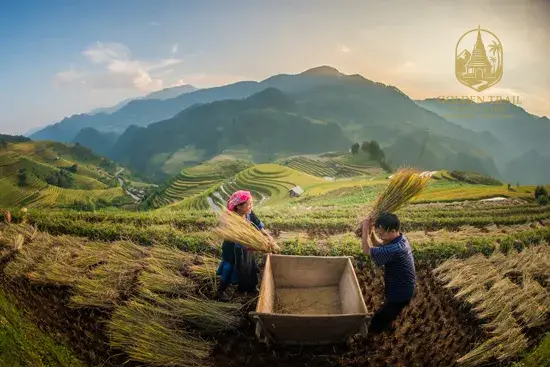Rice Harvest Season Cycling in Vietnam: Ride Through Golden Terraces & Timeless Culture