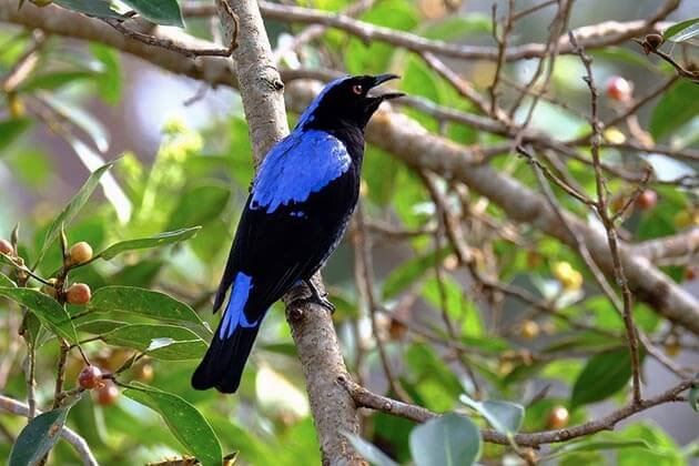 Myanmar Bird Watching Tour 14 Days