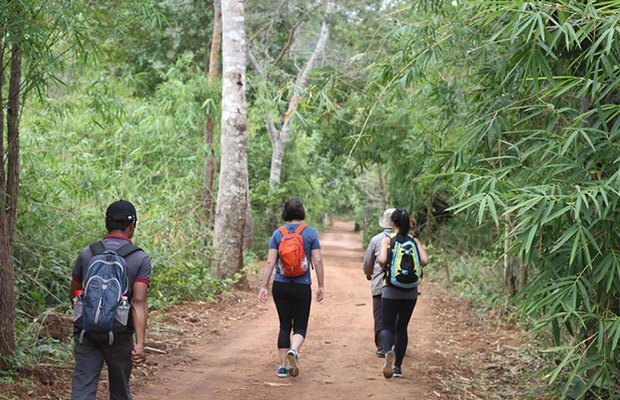 Trekking Day Tour at Kirirom National Park to Cardamom Mountain 1 Day