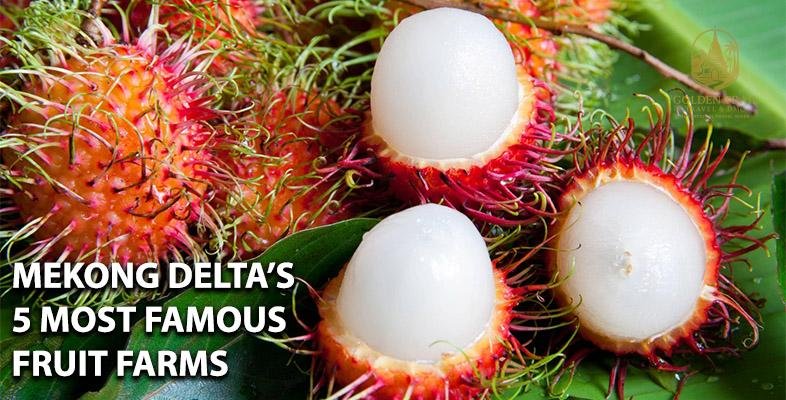 Mekong Delta Fruit Orchards: A Sweet Escape into Vietnam’s Lush Landscape