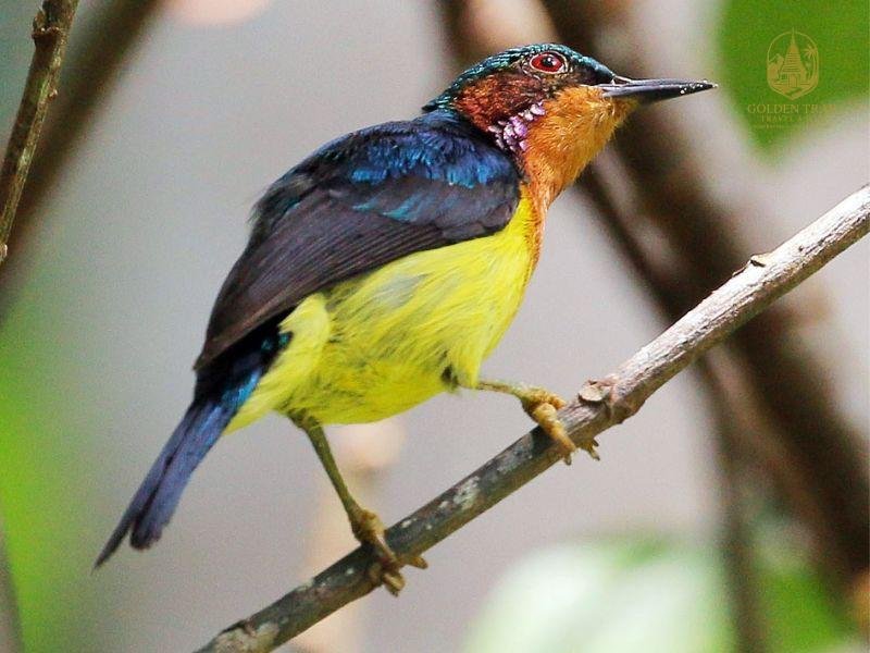 Cat Ba National Park: 3-Day Langur & Bird Watching Tour from Hanoi
