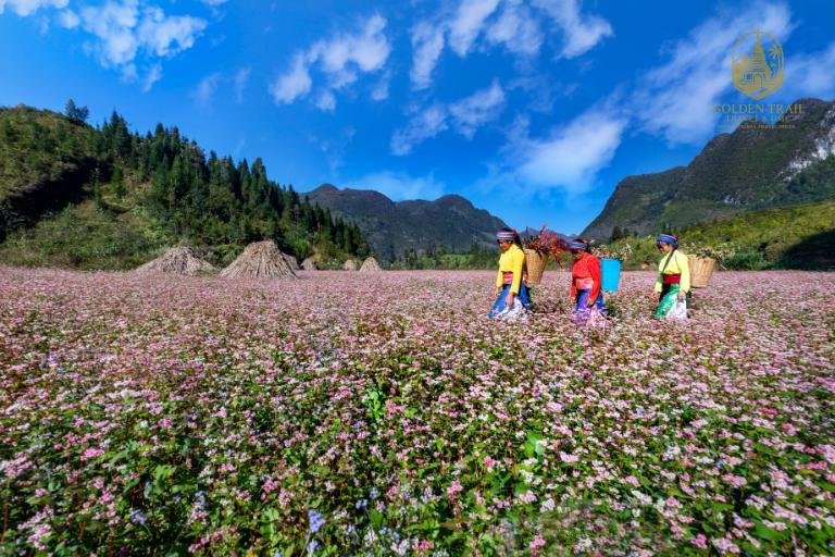 The Golden Tapestry: A Definitive Guide to the Ha Giang Golden Rice Fields Tour