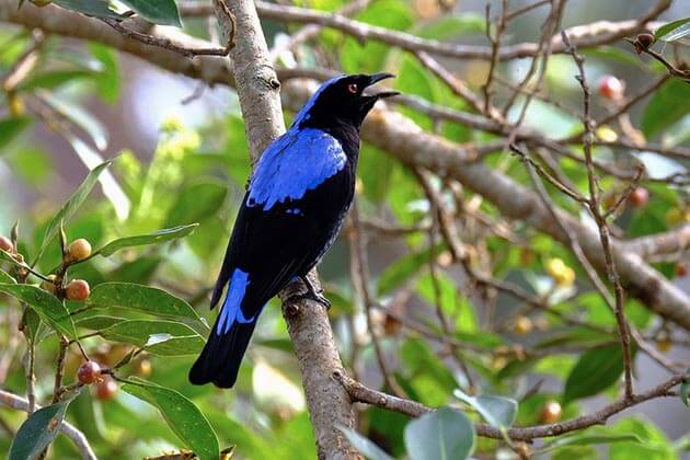 Myanmar Bird Watching Tour 14 Days