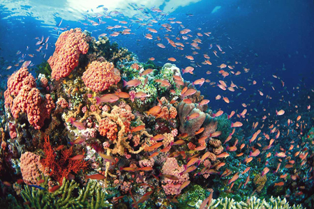 Myanmar’s Sea and Dive Honeymoon for Adventurers 7 Days