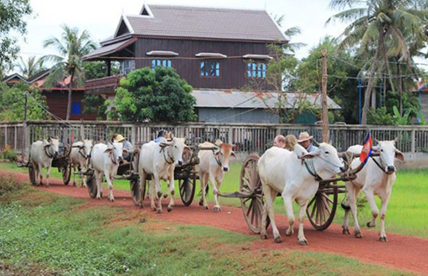 Best Adventure of Ox Cart Sunrise Tour Half-Day